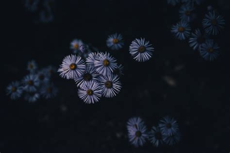 Photo of Aster Amellus Flowers · Free Stock Photo