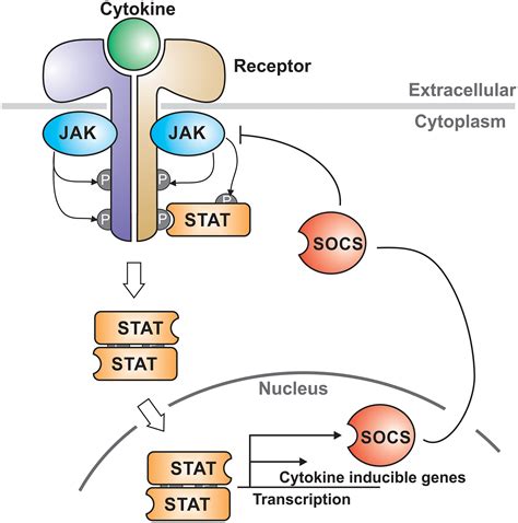 The Molecular Details Of Cytokine Signaling Via The Jak Stat Pathway