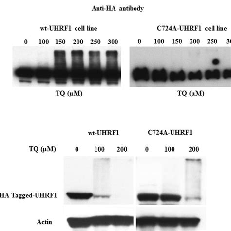 Effect Of Tq On Uhrf Protein Uhrf Mrna And P Mrna A Expression