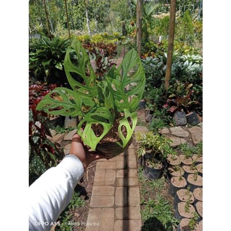 Jual Tanaman Hias Monstera Adansonii Janda Bolong Shopee Indonesia