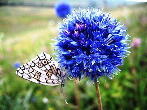 Allium Caeruleum Azureum Bulbs Deep Sky Blue Garden Summer