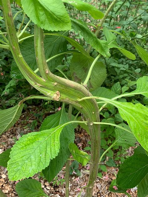 Plant Growth Abnormalities Gardening In The Panhandle