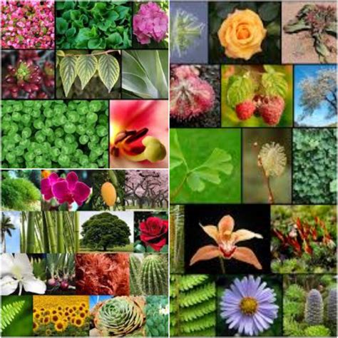 Plantae El Nombre Del Reino Vegetal Id Plantae