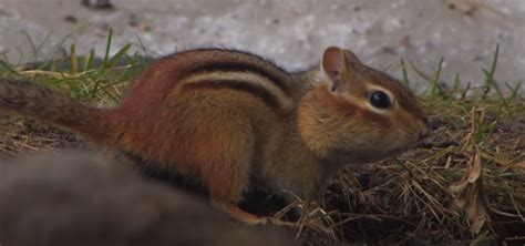 How to trap a chipmunk?