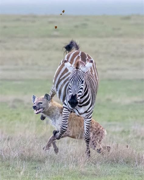 Zebra Jumps Over Hyena