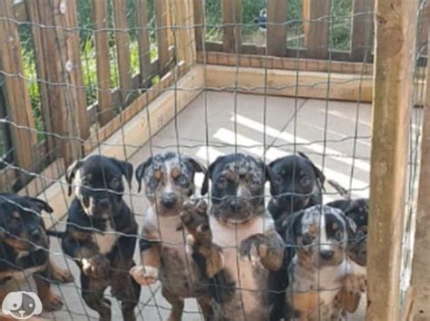 7 Beautiful Puppies For Sale In Southampton So19 On Freeads Classifieds