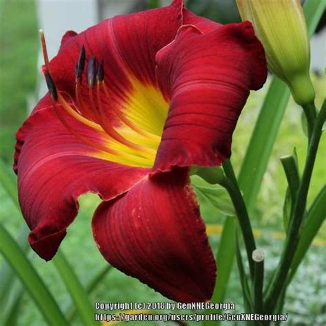 Daylily Hemerocallis Mama Mia In The Daylilies Database Garden Org