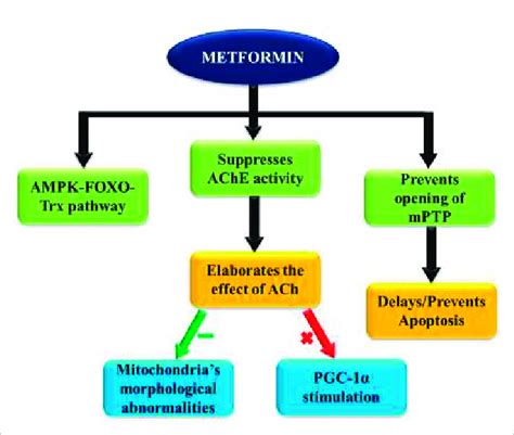 Key Actions Of Metformin Contributing To Cardioprotective Effects