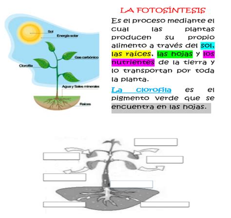 Fichas De Primaria Ficha Fotosíntesis