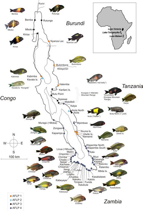 Map of Lake Tanganyika. Map of Lake Tanganyika showing sampling sites ...