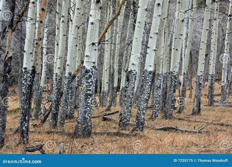 Aspen Trees In Winter Stock Image Image Of Landscape 7235775