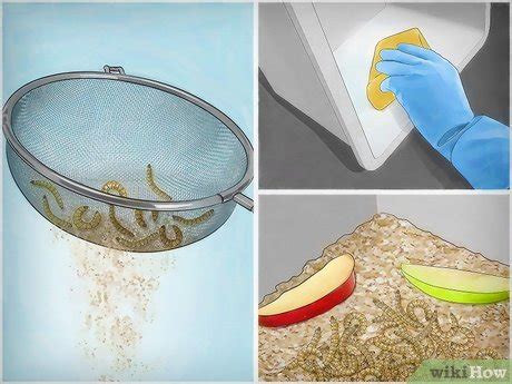 How to Breed Mealworms: 9 Steps (with Pictures) - wikiHow