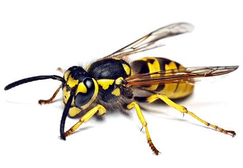 Understanding Different Wasp Species in Canberra and How to Deal with ...