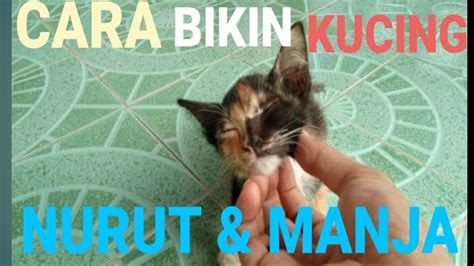 Cara Bikin Kucing Nurut Dan Manja Youtube