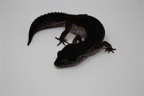 Black Night - Leopard Gecko Traits - Morphpedia