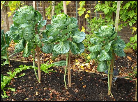 Mark S Veg Plot Brussels Sprouts