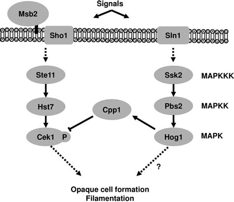 Proposed Model Of Hog1 And Cek1 Pathway Cross Inhibition In C Download Scientific Diagram