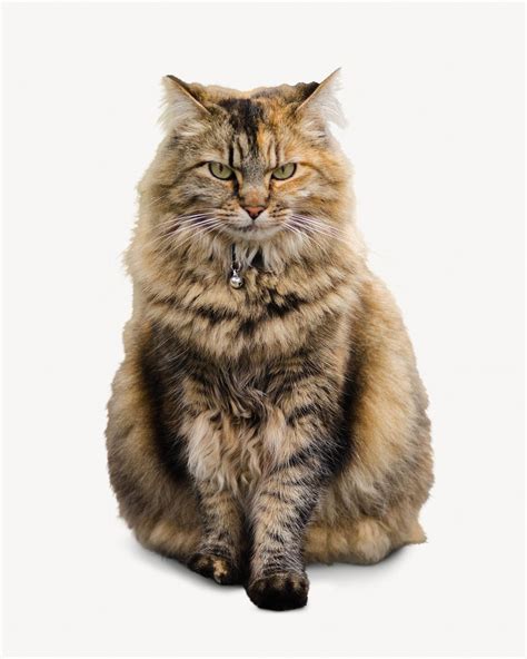 Angora cat animal isolated design | Free Photo - rawpixel