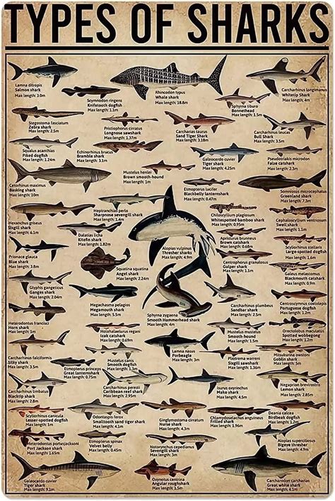 Types of Sharks Vintage Posters - Shark Knowledge Metal Tin Signs