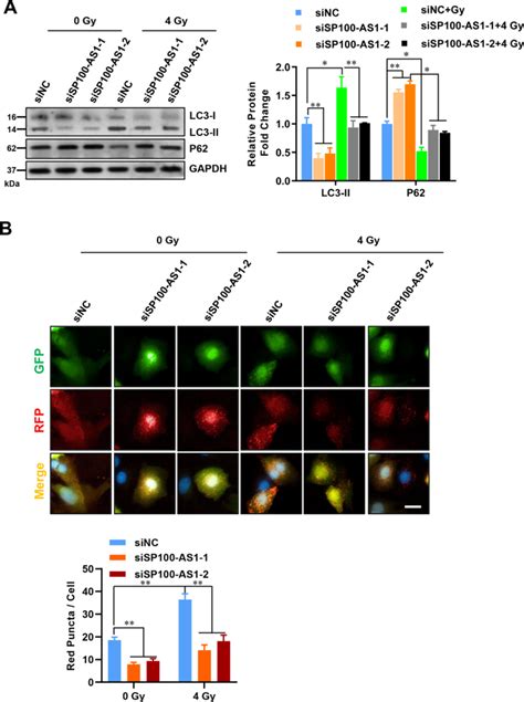 Rna Sp As Mir Atg