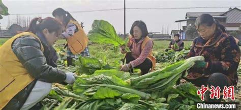 帮助郑州后再伸援手 四川绵竹捐赠西安20吨爱心蔬菜 新闻频道 中国青年网