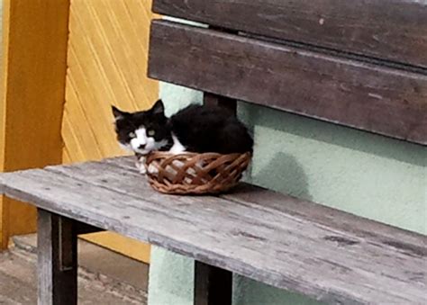 Katze Im K Rbchen St Veit