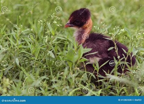 Naked Neck Chicken In The Grass Stock Photo Image Of Naked Bird