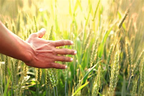 India S Kharif Foodgrain Output Projected At Record Lakh Tonnes