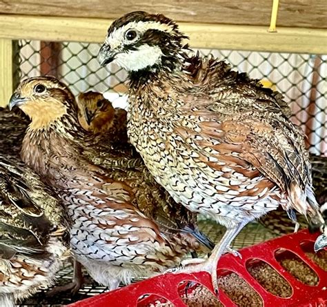 Northern Bobwhite Quail Fertile Hatching Eggs Thirty Godfather