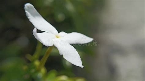 Macro Videography of Indonesian Tropical Rainforest Plants Stock ...