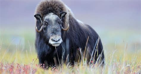 Muskox The Life Of Animals The Life Of Animals