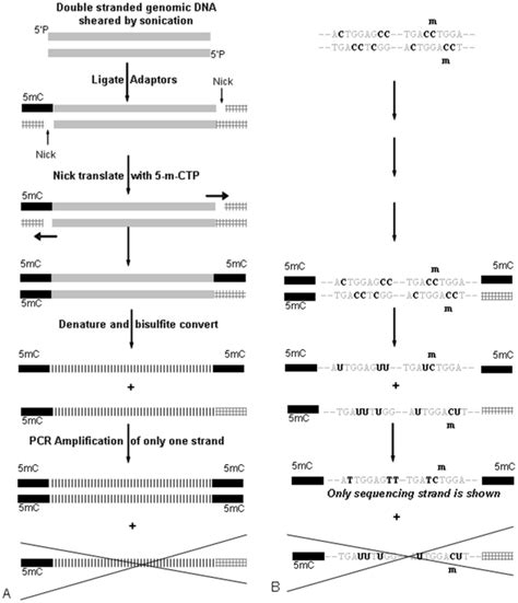 Genomic Dna 5 Ug Was Sheared By Sonication And End Repaired To Yield