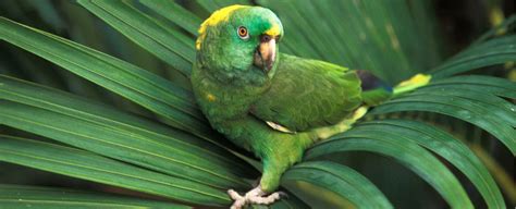 Something Strange Is Happening to The Calls of Amazon Parrots ...