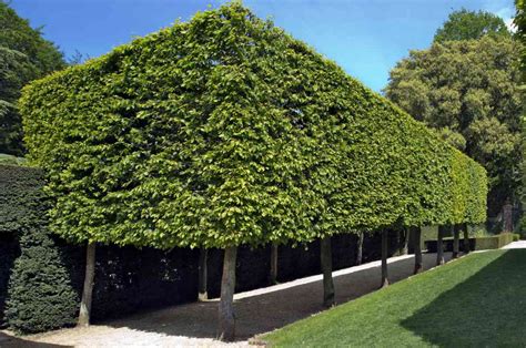 Hornbeam Hedge Planting Density The Best Picture Of Beam