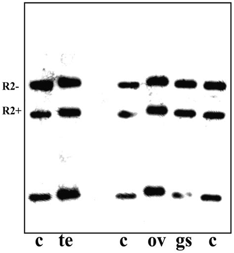 Southern Blot Hybridization Analysis Of Rdna Fragments Obtained By