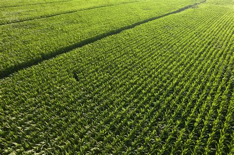 Aerial view of a young corn field 27090216 Stock Photo at Vecteezy