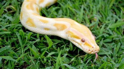 Albino Ball Python Care, Breeding, and Facts Guide - Python Fanatics