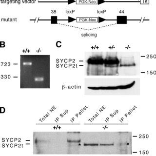 Meiotic Arrest And Apoptosis Of Spermatocytes In Sycp Mice Testes