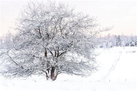 Previsto Un Drastico Calo Delle Temperature In Germania Possibile La