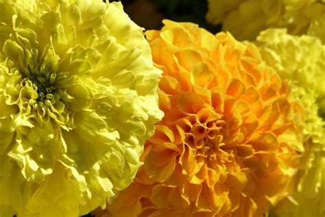 Yellow orange flowers 221244 photos free download