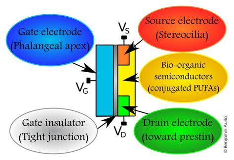 Diagram Of Organic Fet Model With Added Corresponding Elements Of