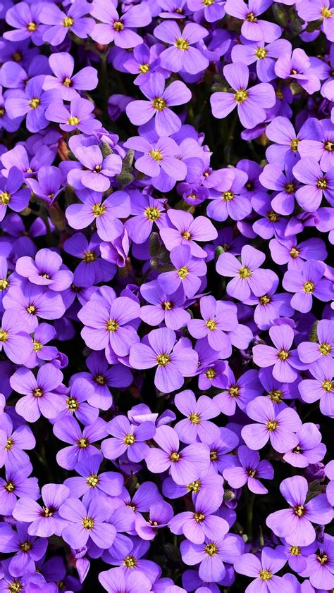 Aubrieta Wallpaper 4K, Violet flowers, Blossom, Spring