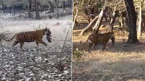 Tigress Riddhi Gives Birth To Cubs In Ranthambore