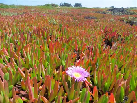 Fort Ord Dunes State Park Beach in Marina, CA - California Beaches