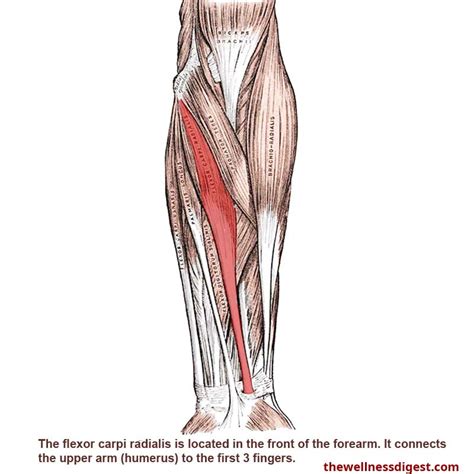 Flexor Carpi Radialis Ultrasound