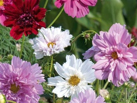 Cosmos Double En Melange