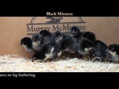 Minorca chicken hatcheries and breeders — The Featherbrain