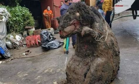 La Verdad Detrás Del Hallazgo De La Rata Gigante En Mexico El Destape