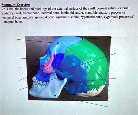 Solved Summary Exercises 23 Label The Bones And Markings Of The