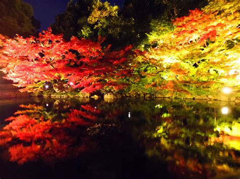 名古屋市東区「徳川園」の紅葉ライトアップイベント～錦を纏う 徳川園紅葉祭～東区の住みやすさを紹介【住む街なび】